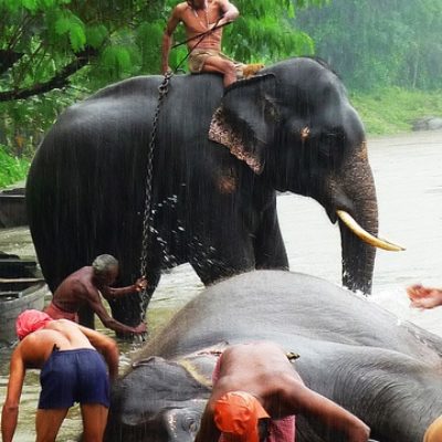 elefanti che fanno la doccia